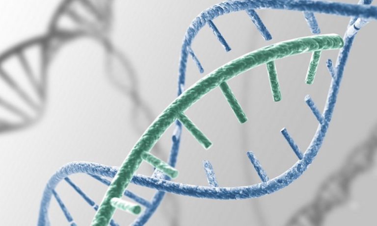Đoạn gene bị đột biến